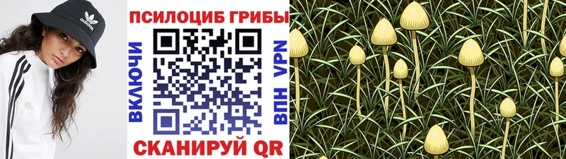 Галлюциногенные грибы Magic Shrooms  hydra как зайти  Новоалександровск 